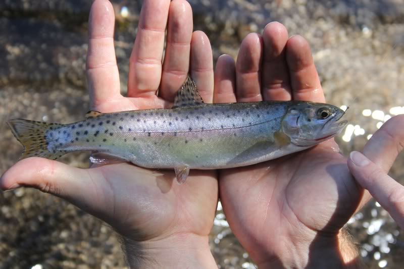 Awesome fishing in Mammoth area 7/9/11 7/15/11